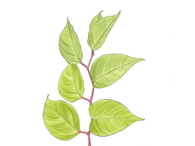 Japanese knotweed leaves and stem